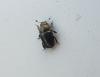 Meligethinae inconnu